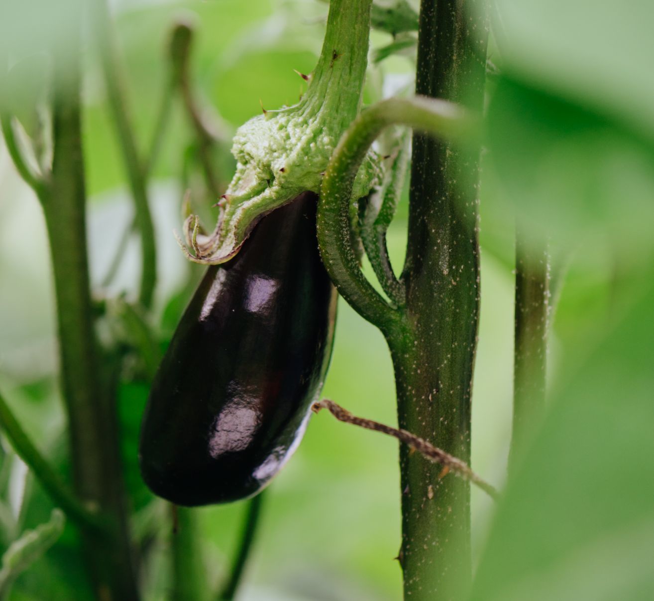 Aubergine | Homefarming