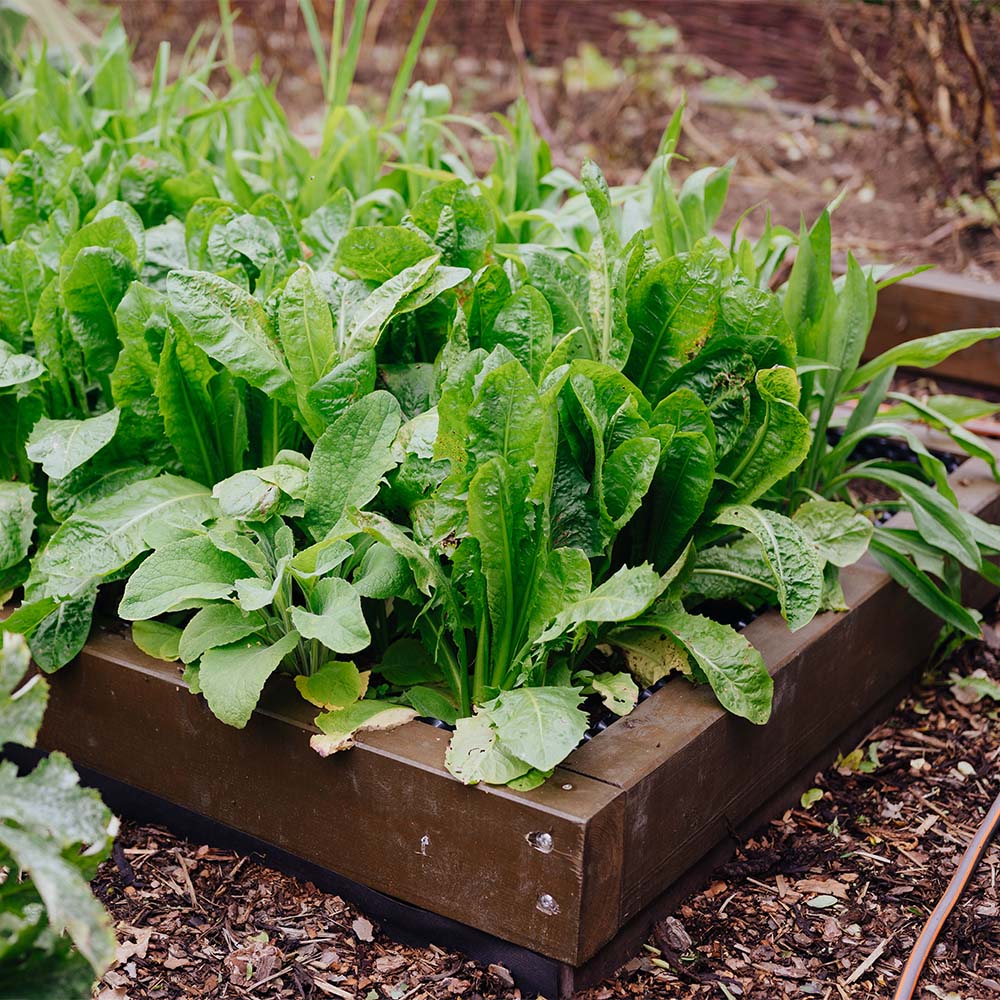 Chicorée | Homefarming