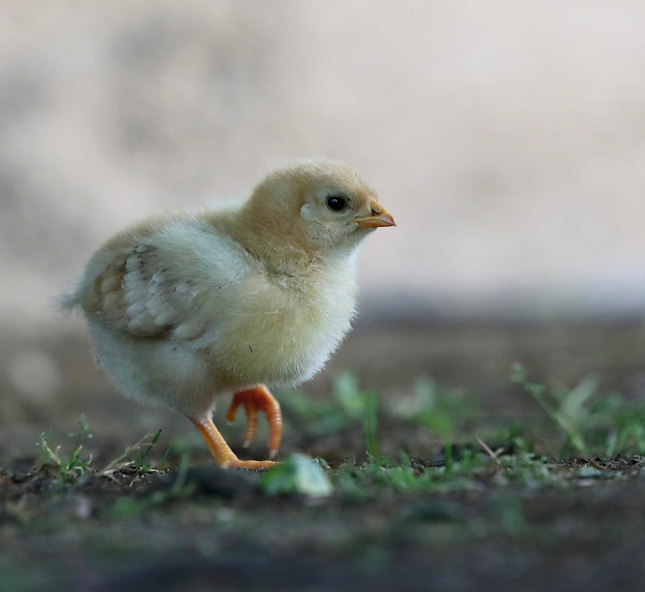 Die Marek Erkrankung Homefarming